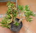 /album/mis-adquisiciones/a2014-01-03-12-38-58-jpg1/